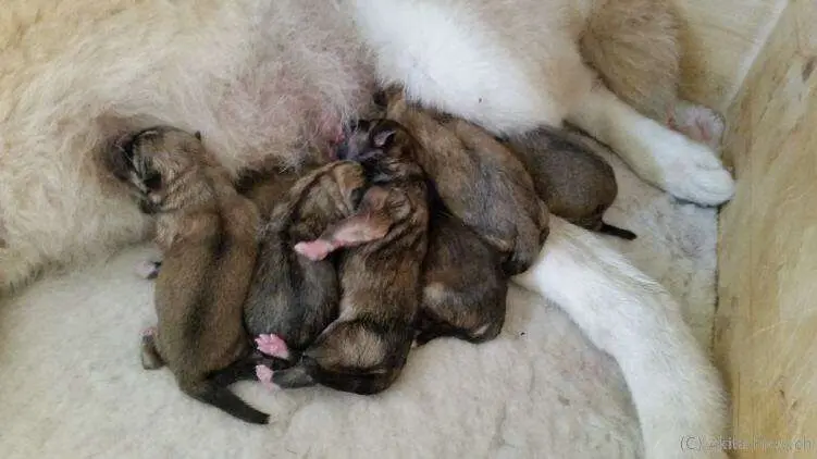 Chiots Akita Inu, Portée 2015 Seishin Go, La naissance, photo 2