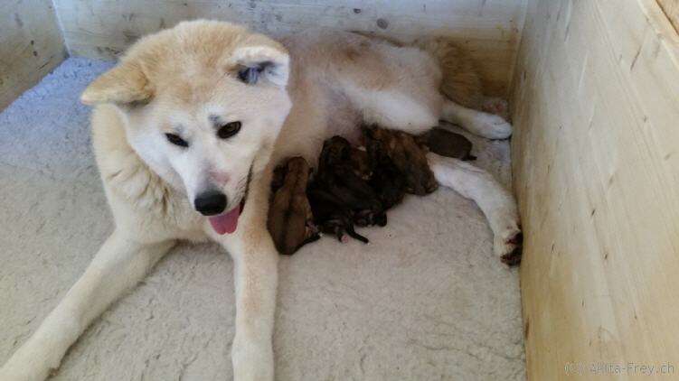 Akita Inu puppies, Litter 2015 Seishin Go, The Birth