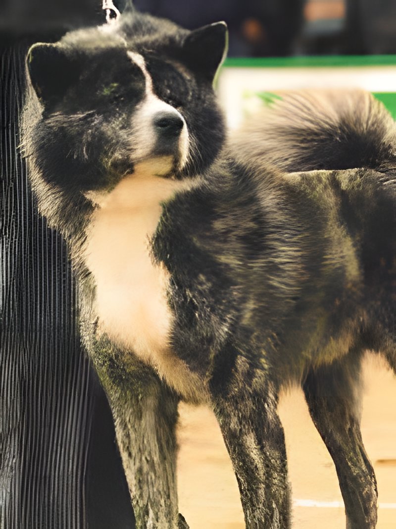 Akita Inu, Körperbau und Fellfarbe