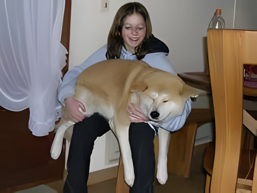 Eignung des Akitas