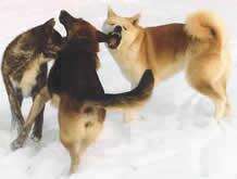 Eignung des Akitas, Foto 3