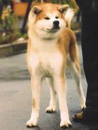 Akita Inu, Körperbau und Fellfarbe, Foto 3