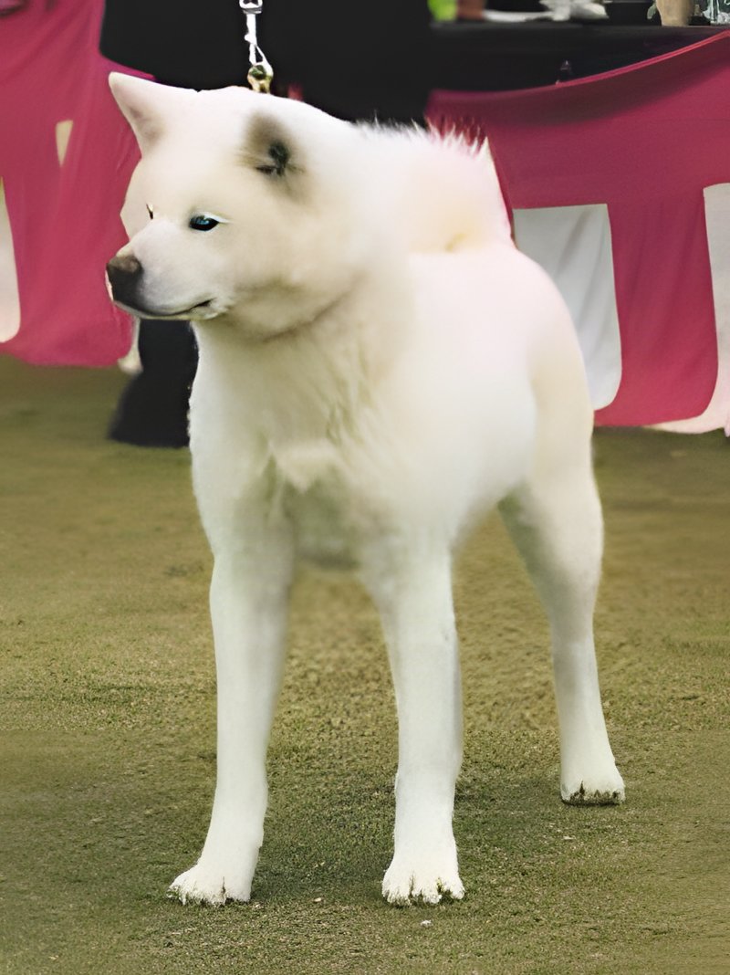 Akita Inu, Körperbau und Fellfarbe, Foto 2