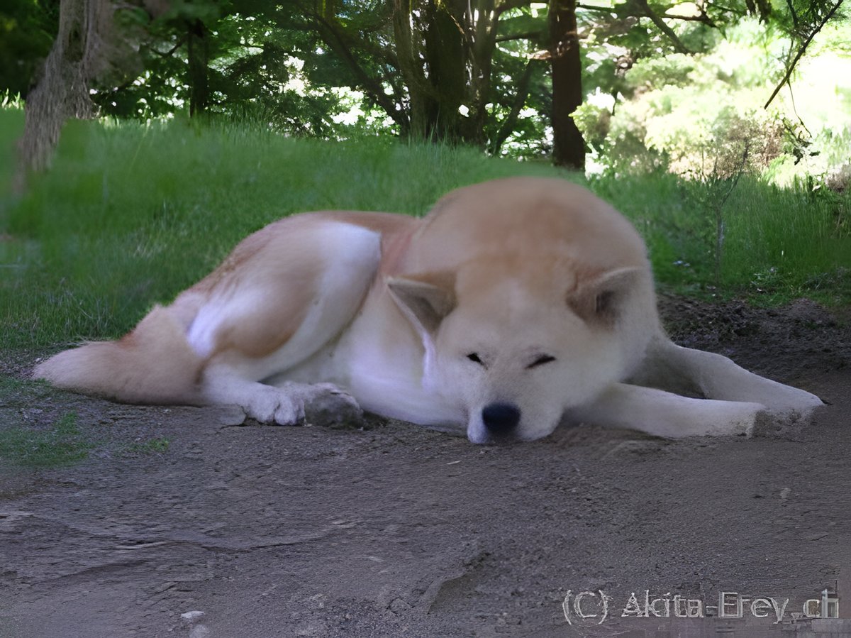 Mauser des Akitas, Foto 2