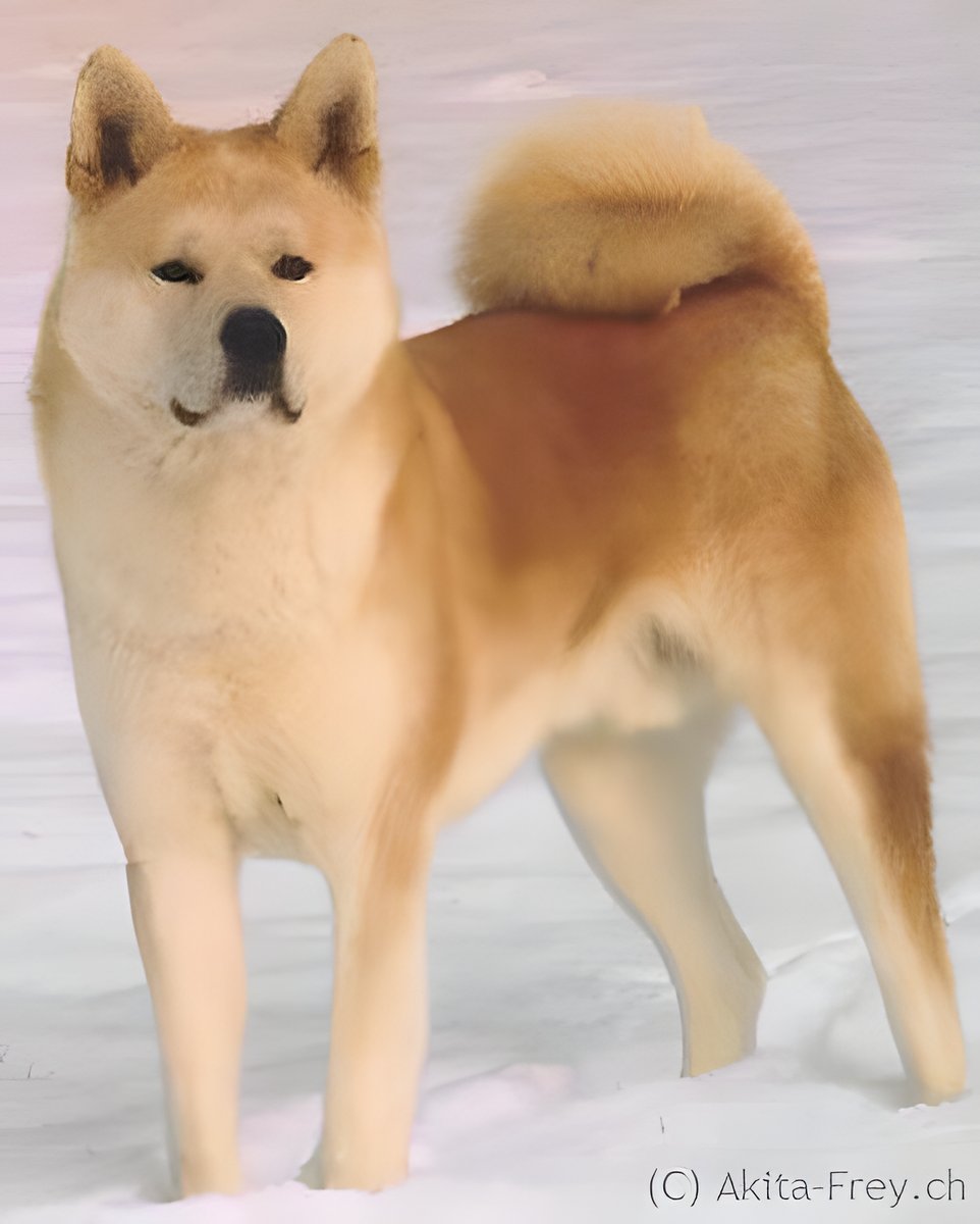 Mauser des Akitas, Foto 3