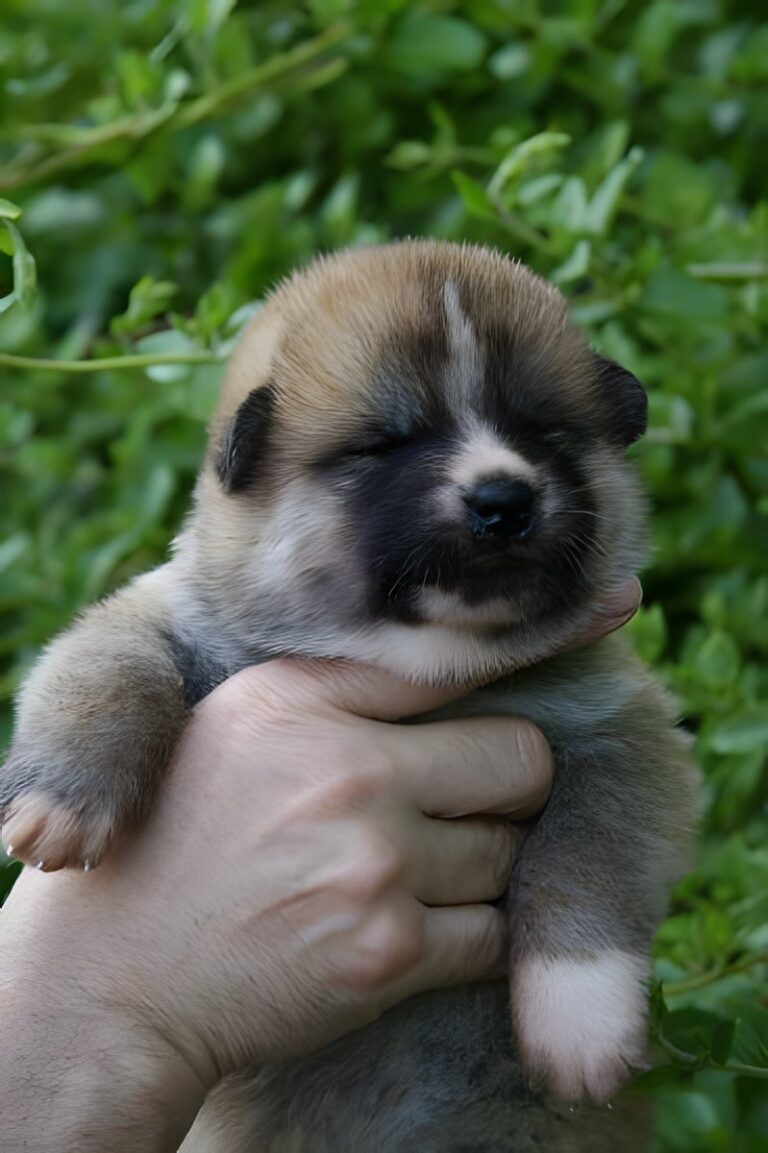 G'Seishin Go of Ikenohatade, Akita Inu, photo 1