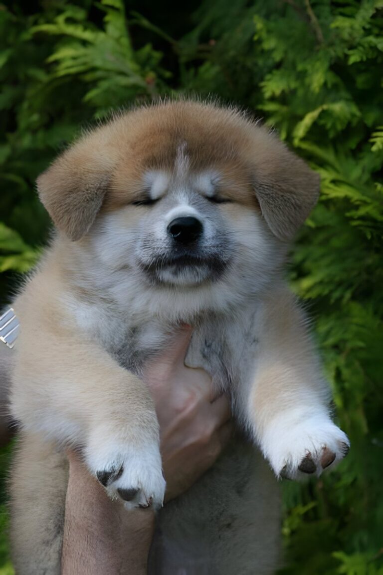 G'Seishin Go of Ikenohatade, Akita Inu, photo 3