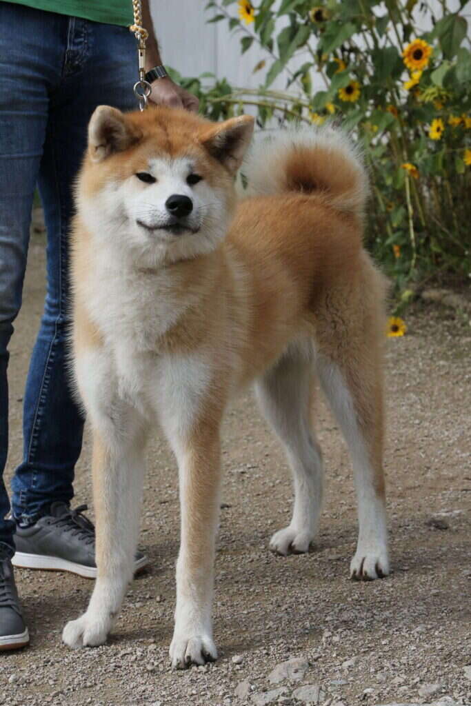 L'Sarasa Go of Ikenohatade, Akita Inu femelle