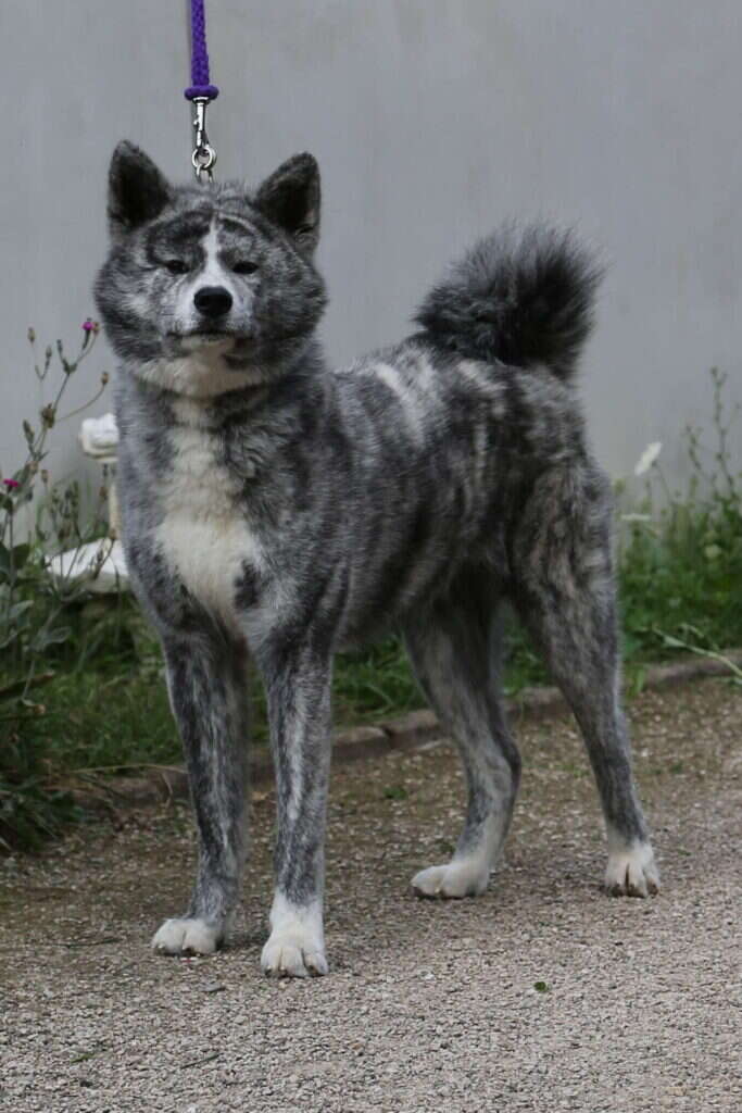 Akita-Inu-Hündin Masami Go Shoufuusha, Japanimport