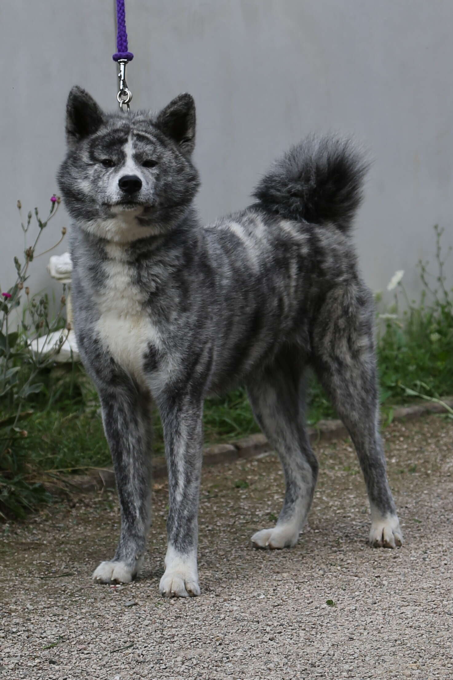 Masami Go Shoufuusha, Akita Inu female, imported from Japan