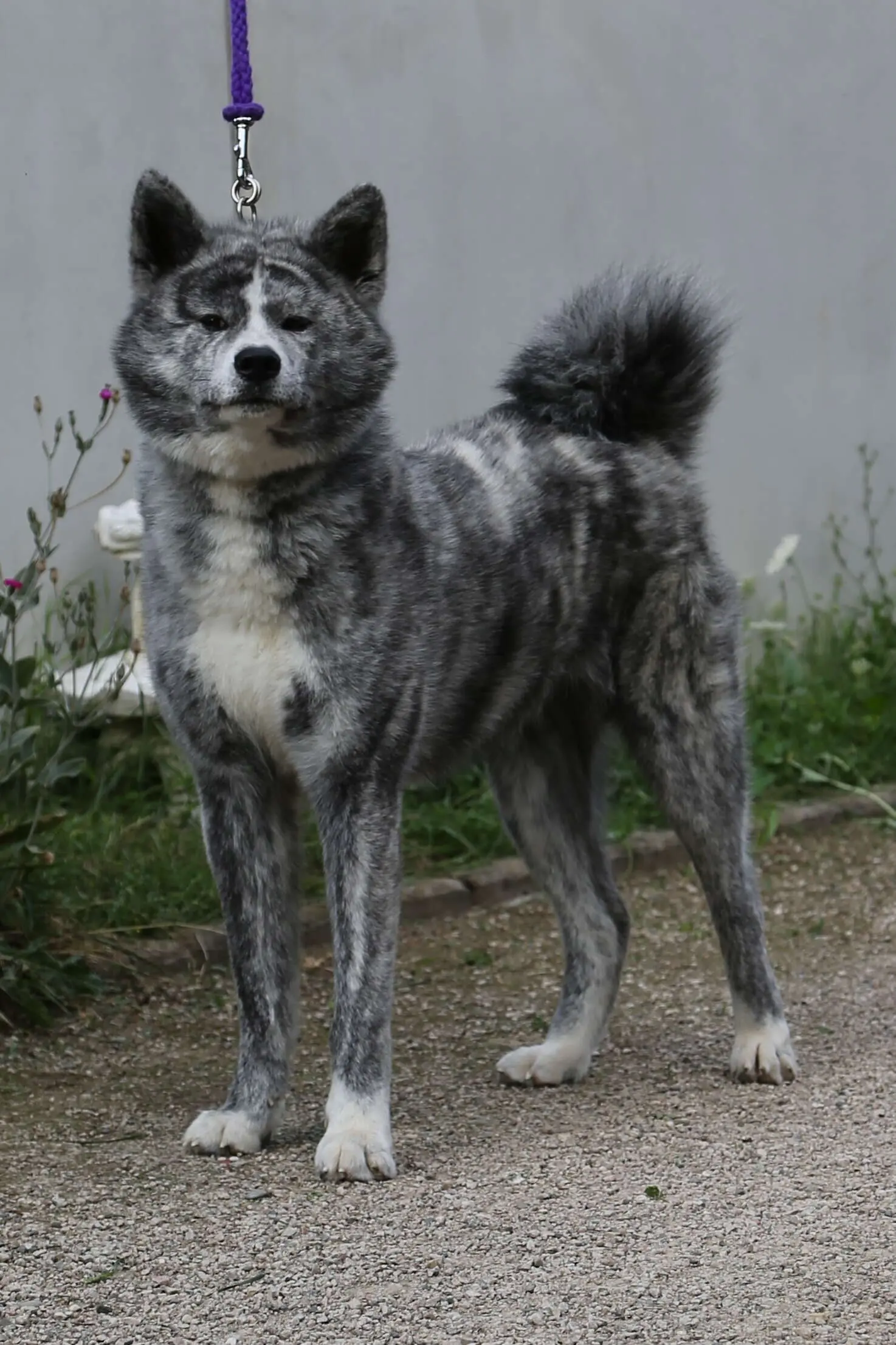 Masami Go Shoufuusha, Akita Inu femelle, importée du Japon
