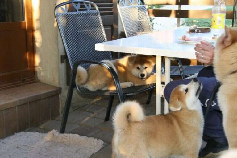 G'Seishin Go of Ikenohatade, Akita Inu, photo 7