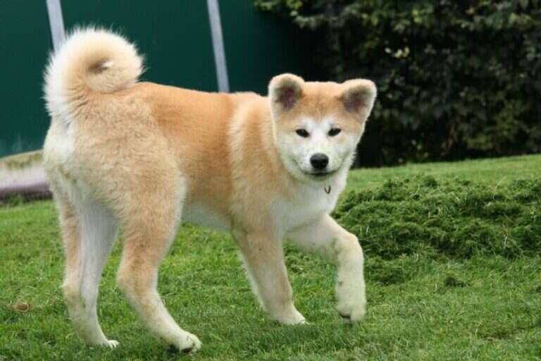 G'Seishin Go of Ikenohatade, Akita Inu, photo 8
