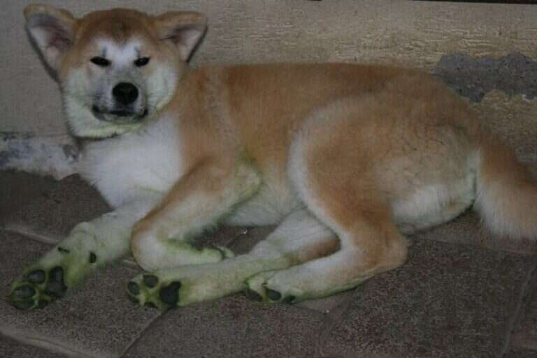 G'Seishin Go of Ikenohatade, Akita Inu, photo 9