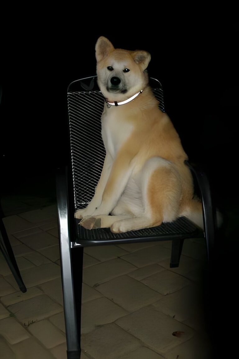 G'Seishin Go of Ikenohatade, Akita Inu, photo 11