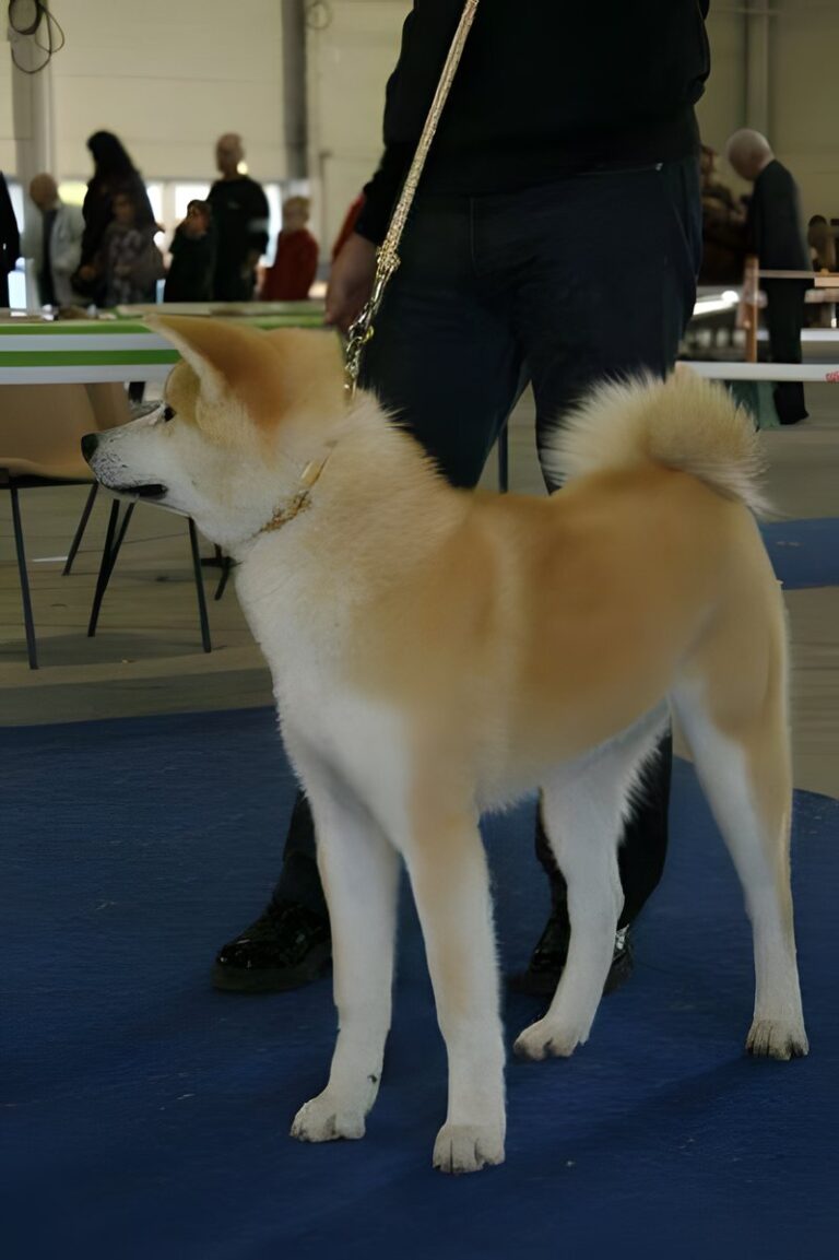 G'Seishin Go of Ikenohatade, Akita Inu, photo 12