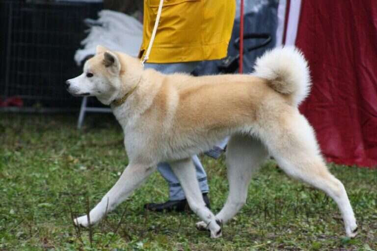 G'Seishin Go of Ikenohatade, Akita Inu, photo 14