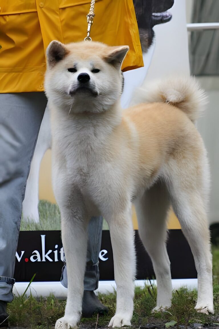 G'Seishin Go of Ikenohatade, Akita Inu, photo 17