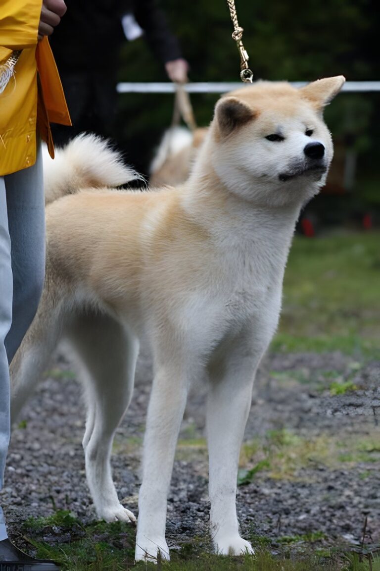 G'Seishin Go of Ikenohatade, Akita Inu, photo 18