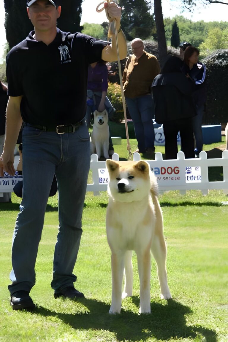 G'Seishin Go of Ikenohatade, Akita Inu, photo 20