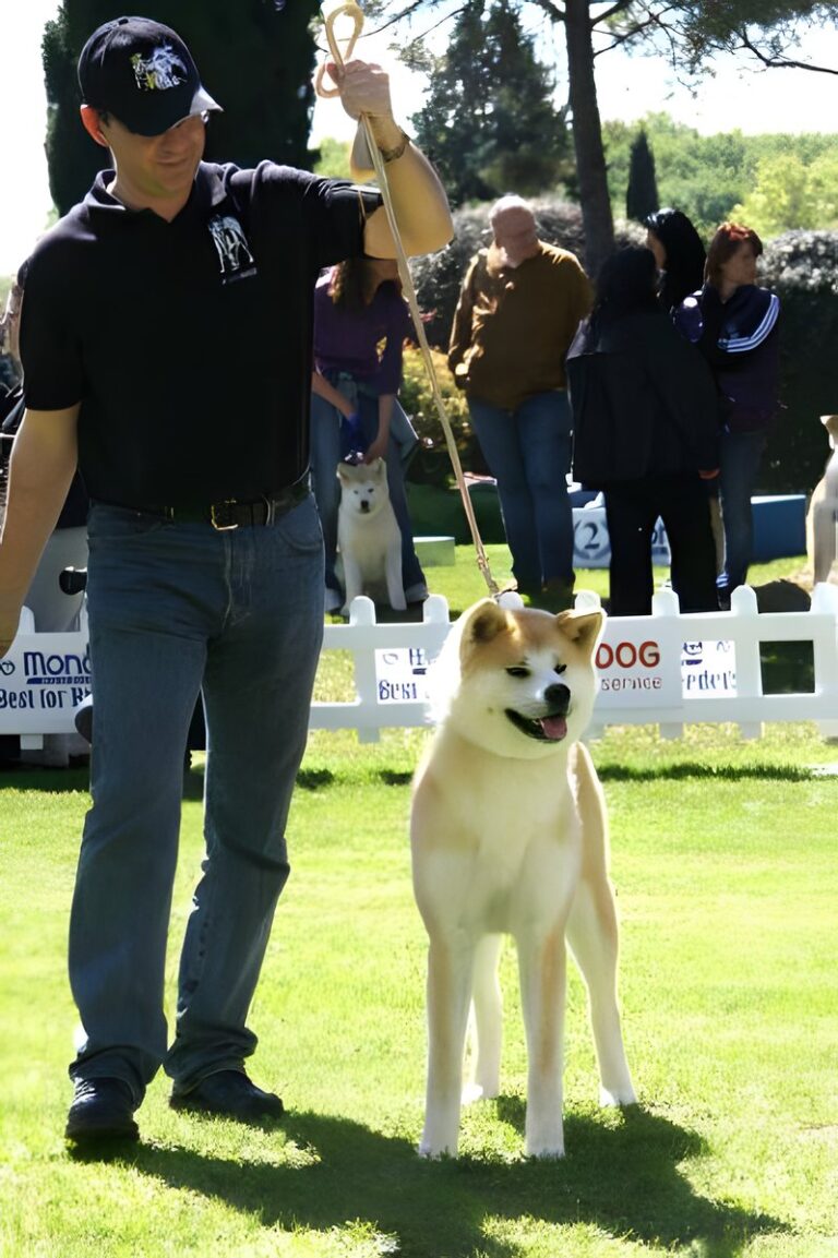 G'Seishin Go of Ikenohatade, Akita Inu, photo 21