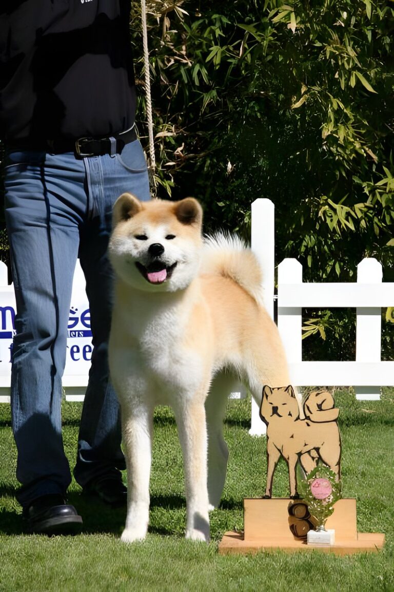 G'Seishin Go of Ikenohatade, Akita Inu, photo 22