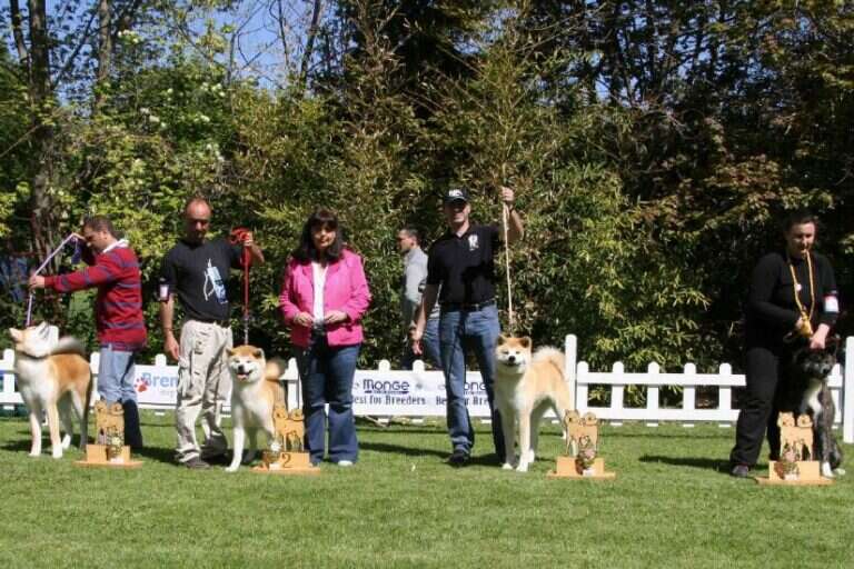 G'Seishin Go of Ikenohatade, Akita Inu, photo 16