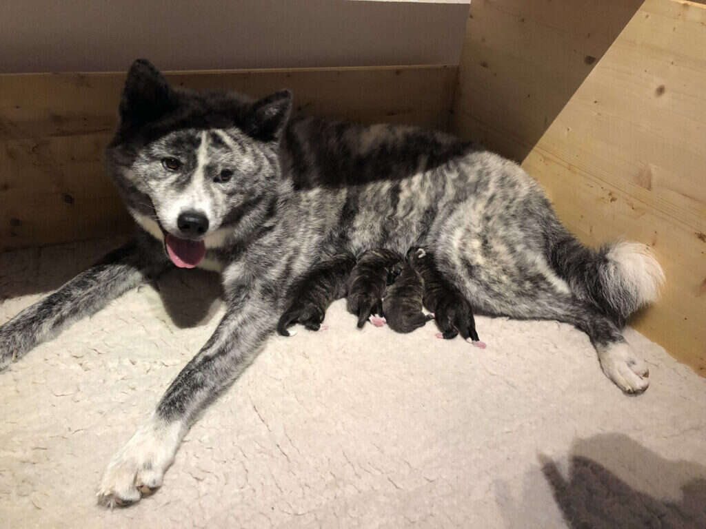 Akita-Inu-Welpen, Wurf 2018 Masami Go, Geburt