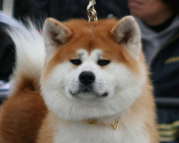 Manjin Go, Akita Inu male, imported from Japan