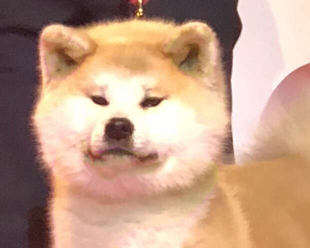 Akita-Inu-Hündin N'Rinka Go