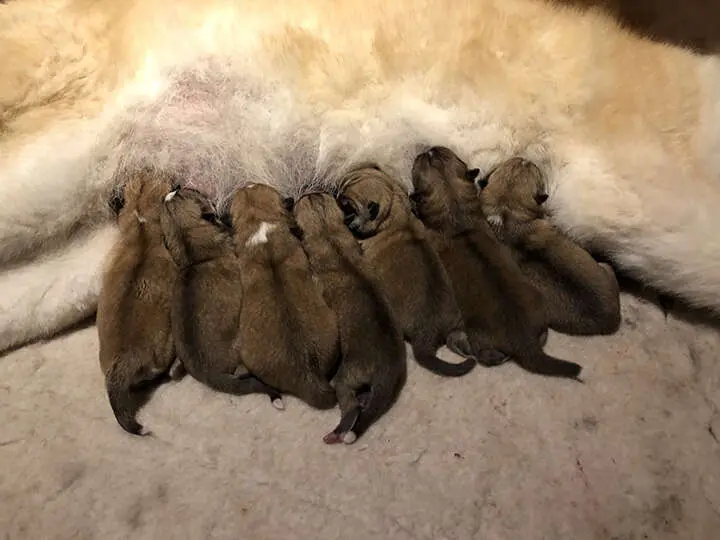 Akita-Inu-Welpen, Wurf 2018 Seishin Go, Geburt, Foto 2