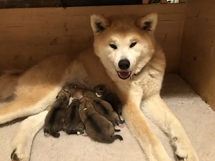 Akita-Inu-Welpen, Wurf 2018 Sarasa Go, Geburt