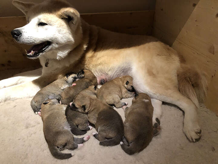 Akita Inu puppies, Litter 2018 Seishin Go, 2 Weeks