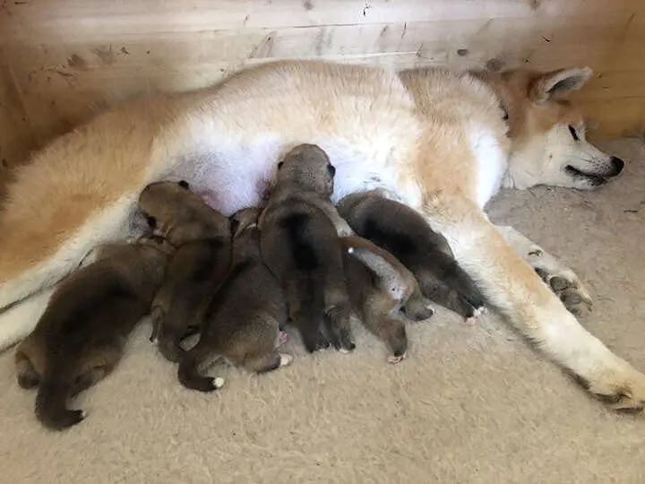 Akita-Inu-Welpen, Wurf 2018 Sarasa Go, 2 Wochen