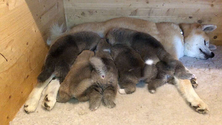 Akita Inu puppies, Litter 2018 Sarasa Go, 4 Weeks