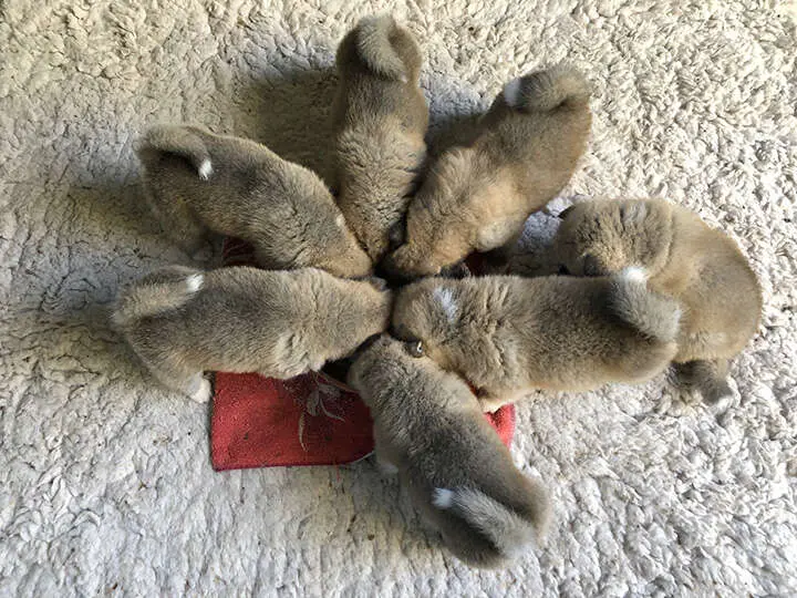 Akita-Inu-Welpen, Wurf 2018 Seishin Go, 4 Wochen