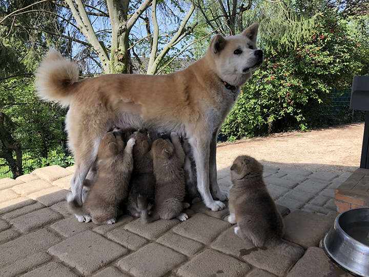Akita Inu puppies, Litter 2018 Seishin Go, 6 Weeks