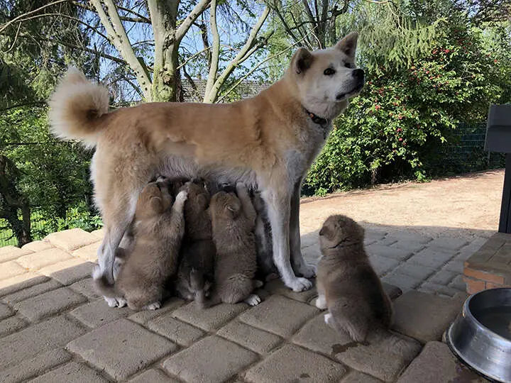 Akita-Inu-Welpen, Wurf 2018 Seishin Go, 6 Wochen