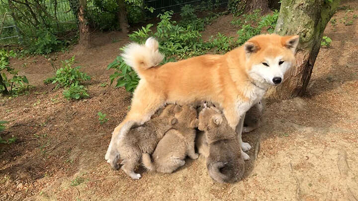 Akita Inu puppies, Litter 2018 Sarasa Go, 6 Weeks