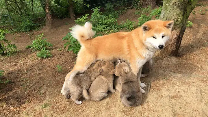 Akita-Inu-Welpen, Wurf 2018 Sarasa Go, 6 Wochen