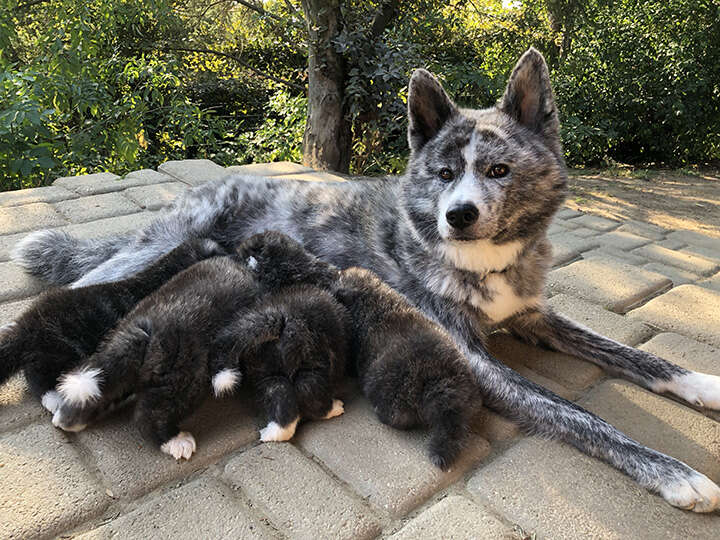 Akita Inu puppies, Litter 2018 Masami Go, 4 Weeks