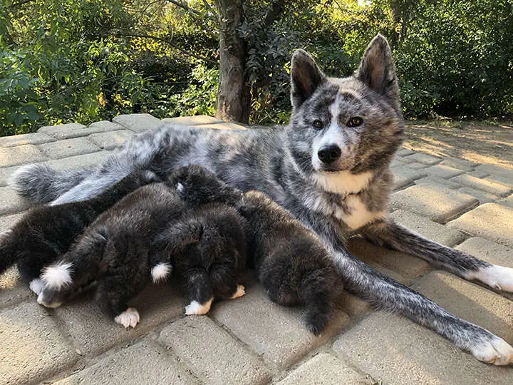 Akita-Inu-Welpen, Wurf 2018 Masami Go, 4 Wochen