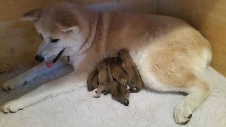 Akita Inu puppies, Litter 2016 Seishin Go, The Birth