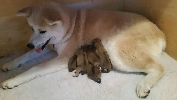 Akita-Inu-Welpen, Wurf 2016 Seishin Go, Geburt