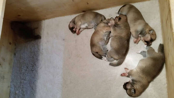 Akita Inu puppies, Litter 2016 Seishin Go, 2 Weeks