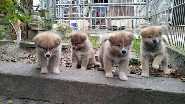 Akita Inu puppies, Litter 2016 Seishin Go, 6 Weeks, photo 2