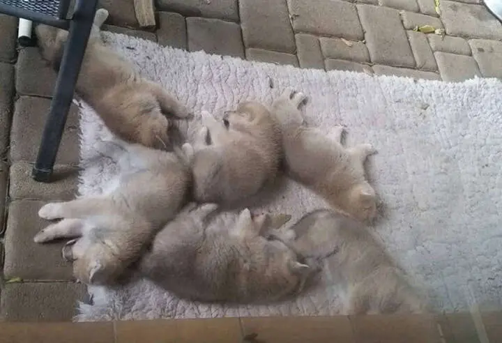 Akita-Inu-Welpen, Wurf 2016 Seishin Go, 6 Wochen