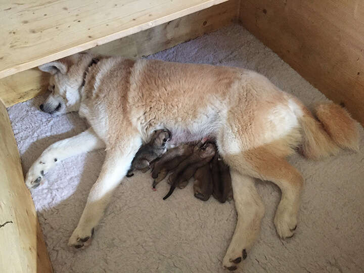 Akita Inu puppies, Litter 2018 Seishin Go, The Birth
