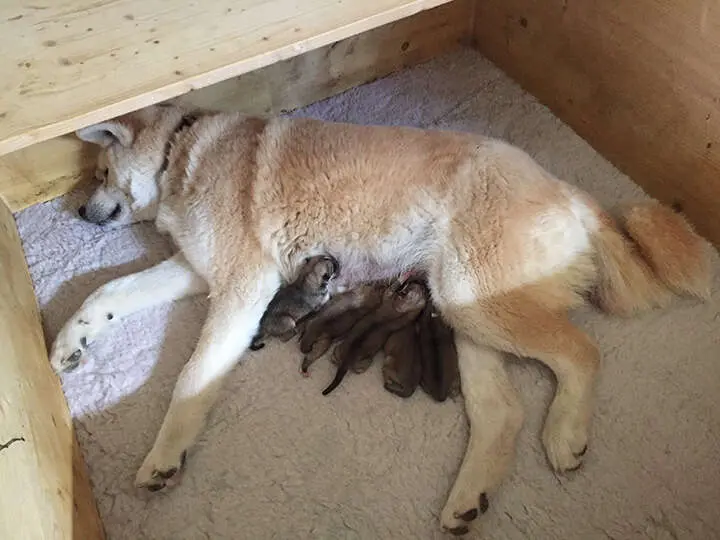 Akita-Inu-Welpen, Wurf 2018 Seishin Go, Geburt