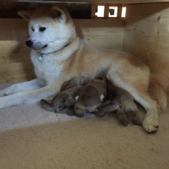 Akita Inu puppies, Litter 2017 Seishin Go, 2 Weeks